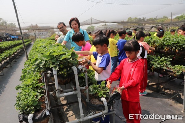 ▲台南善化晴光草莓園開放給南大附小、七股區樹林與後港國小採紅、白草莓，三校師生不須遠赴日本，就可以看到白草莓。（圖／記者林悅攝，下同）