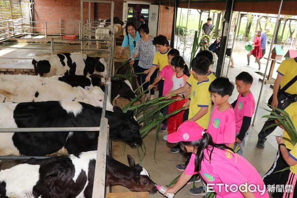 ▲台南善化晴光草莓園開放給南大附小、七股區樹林與後港國小採紅、白草莓，三校師生不須遠赴日本，就可以看到白草莓。（圖／記者林悅攝，下同）