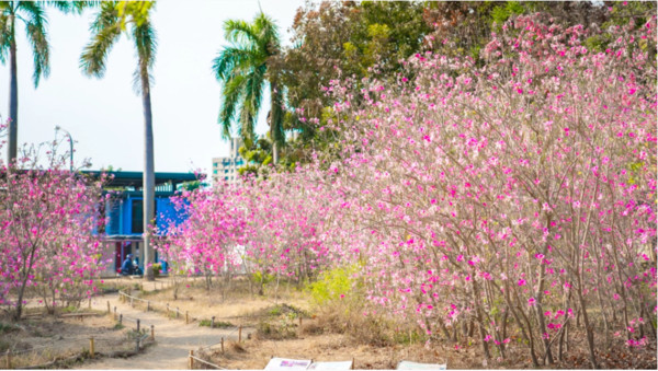 ▲▼台南櫻花小旅行。（圖／懷陞足跡授權提供，下同，請勿隨意翻攝以免侵權）