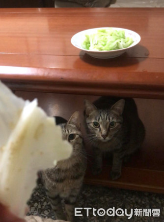 ▲貓咪愛吃菜。（圖／山姆爺爺的咪咪提供。）