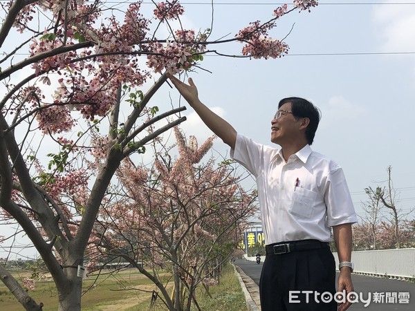 ▲中華醫事科技大學校長曾信超等人，前往仁德滯洪池現勘花旗木花況，花旗木花道盛開已達8成，綿延2～3百公尺的櫻花道相當美麗。（圖／記者林悅翻攝，下同）