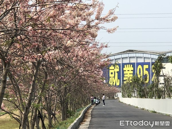 ▲中華醫事科技大學校長曾信超等人，前往仁德滯洪池現勘花旗木花況，花旗木花道盛開已達8成，綿延2～3百公尺的櫻花道相當美麗。（圖／記者林悅翻攝，下同）