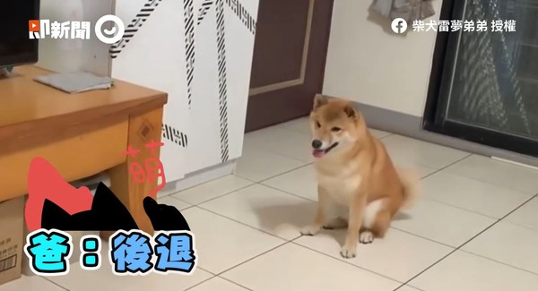 ▲▼柴犬雷夢。（圖／即新聞／粉專柴犬雷夢弟弟授權提供）