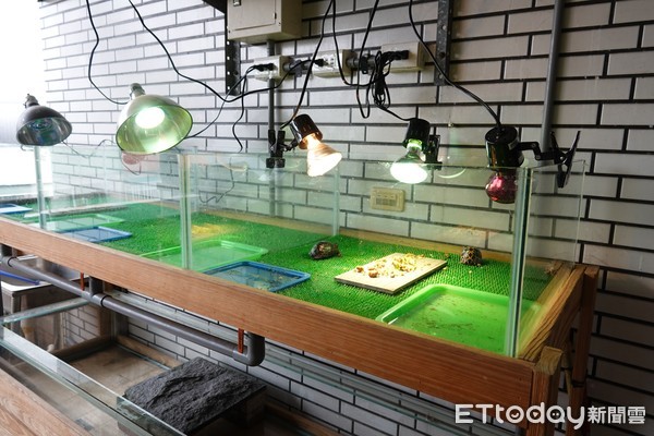 ▲林嫌於蘆洲家中飼養1級保育類動物輻射龜。（圖／動保組提供）