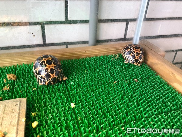 ▲林嫌於蘆洲家中飼養1級保育類動物輻射龜。（圖／動保組提供）