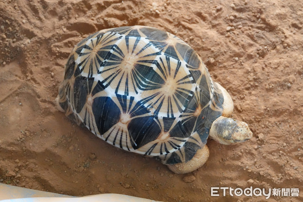 ▲林嫌於蘆洲家中飼養1級保育類動物輻射龜。（圖／動保組提供）