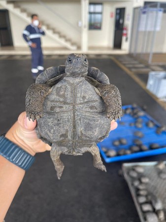 ▲▼加拉巴哥群島,走私,加拉巴哥象龜。（圖／翻攝自Facebook／Aeropuerto Ecológico Galápagos）