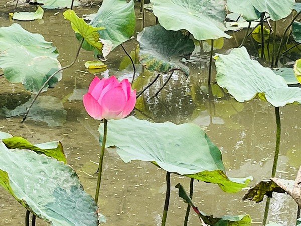 ▲新月橋板橋端的「新海三期人工濕地」首波綻放。（圖／新北高管處提供）