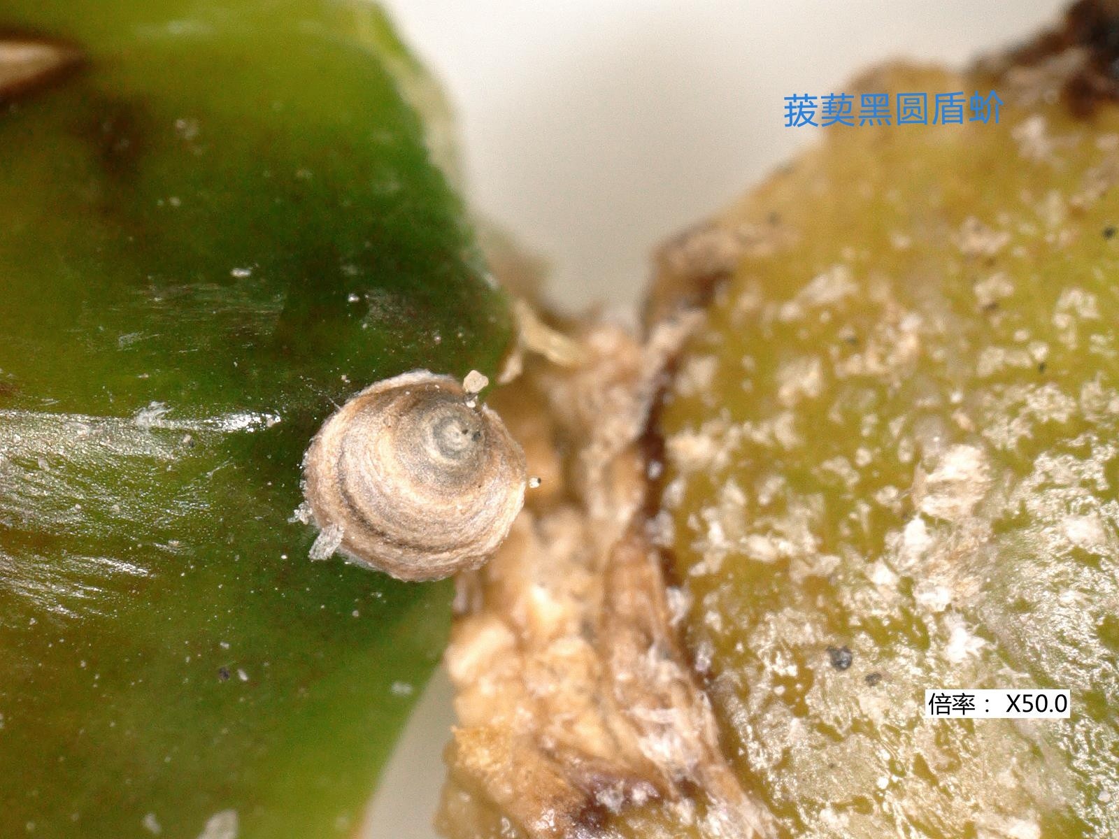 ▲▼大陸國台辦提供檢驗出台灣鳳梨有害生物的圖片，以及通報台灣主管部門的文件編號。（圖／大陸國台辦提供）