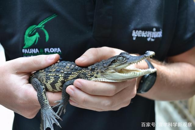 ▲▼阿北路邊撿幼鱷當寵物。（圖／翻攝自看看新聞）