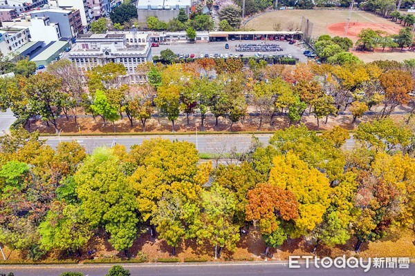 ▲全台最美桃花心木廊道在嘉義市世賢路，季節限定美景，翠綠、金黃、紅褐色彩繽紛。（圖／嘉義市政府提供）