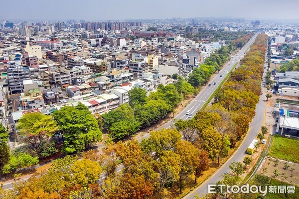 ▲全台最美桃花心木廊道在嘉義市世賢路，季節限定美景，翠綠、金黃、紅褐色彩繽紛。（圖／嘉義市政府提供）