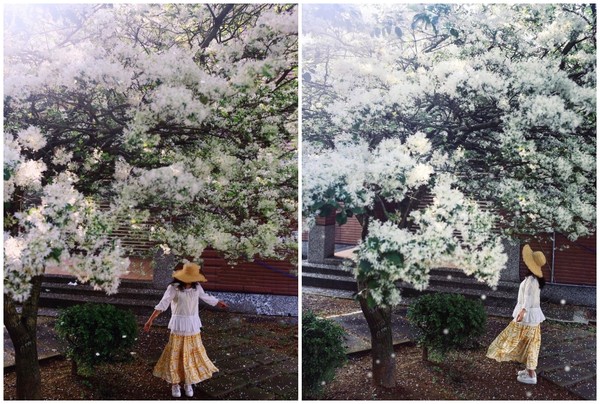 ▲桃園龜山區大湖紀念公園紫藤花、流蘇花爆開了。（圖／ig@taiwan.4fun提供，請勿隨意翻拍，以免侵權）