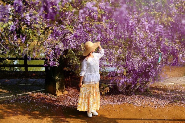 ▲桃園龜山區大湖紀念公園紫藤花、流蘇花爆開了。（圖／ig@taiwan.4fun提供，請勿隨意翻拍，以免侵權）