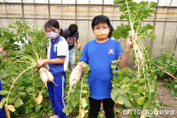 ▲新北食農教育基地示範成立 希望小壯士樂拔蘿蔔農事體驗。（圖／新北市農業局提供）