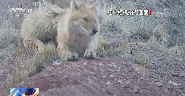 ▲▼ 雲貓、雲豹、豺狼、金貓。（圖／翻攝 央視）