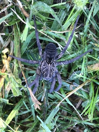 ▲澳洲一名婦女除草時發現狼蛛揹小孩。（圖／翻攝自Facebook／Australian spider identification page）