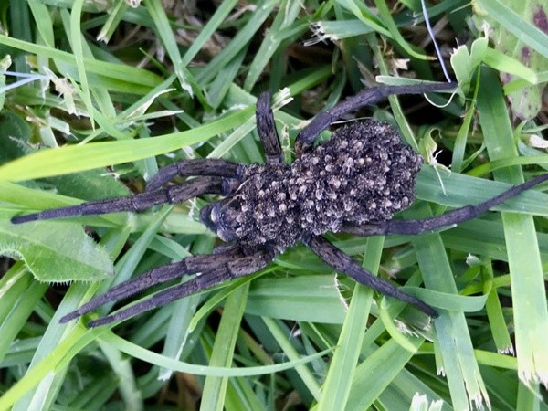 ▲澳洲一名婦女除草時發現狼蛛揹小孩。（圖／翻攝自Facebook／Australian spider identification page）