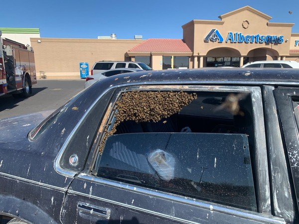 ▲▼男子汽車遭蜜蜂入侵。（圖／翻攝自Facebook／Las Cruces Fire Department）