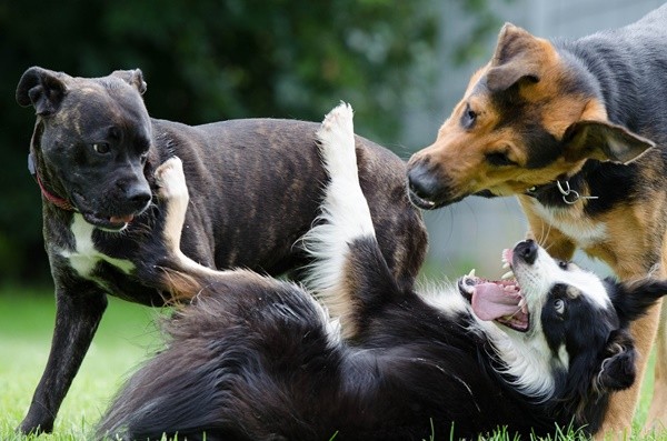 ▲狗,狗狗,汪汪,汪星人,玩耍。（圖／免費圖庫pixabay）