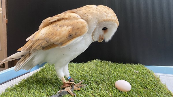 草鴞小愛。（圖／翻攝自周南市德山動物園推特）