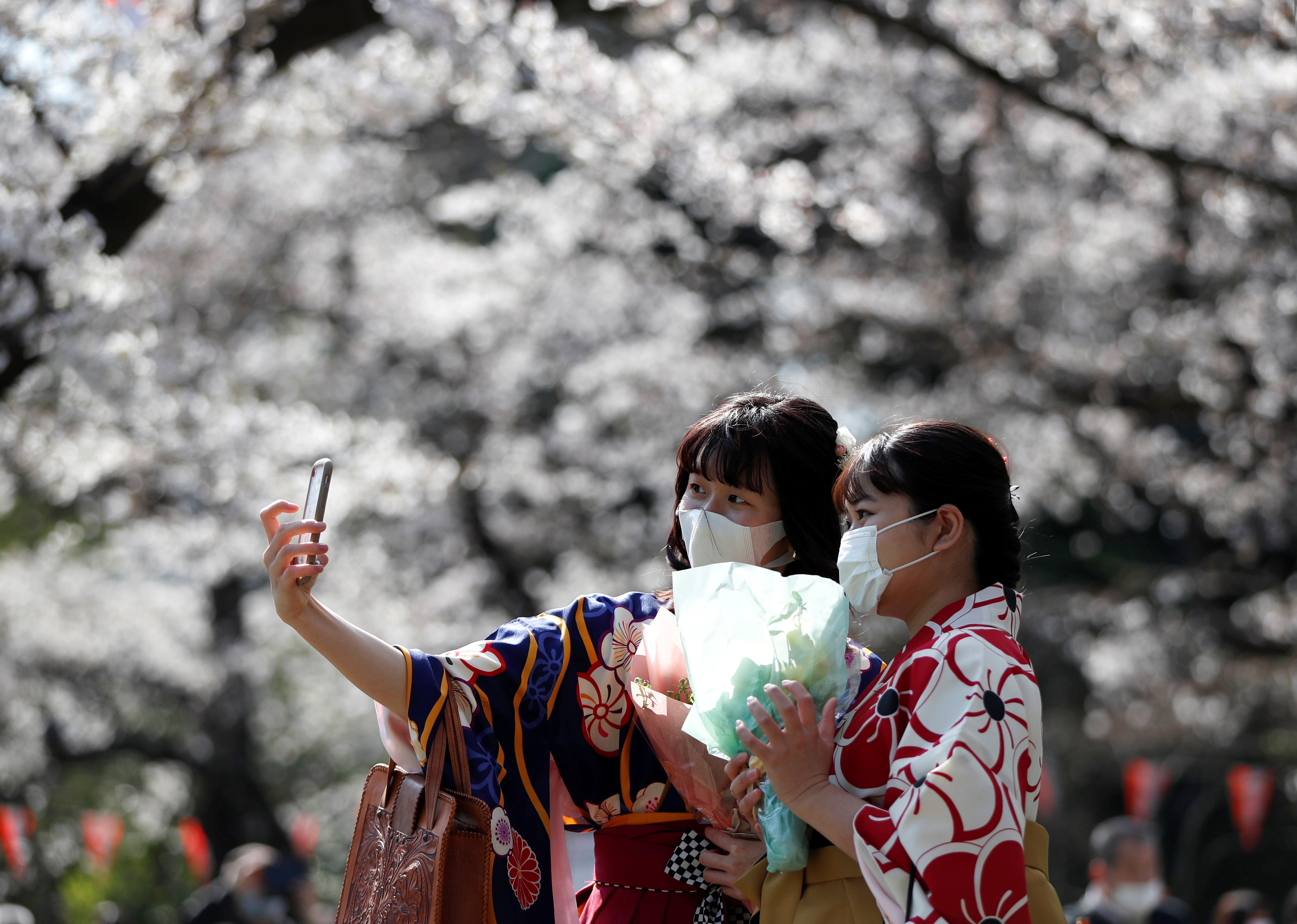 ▲▼東京櫻花盛開、日本櫻花。（圖／路透）