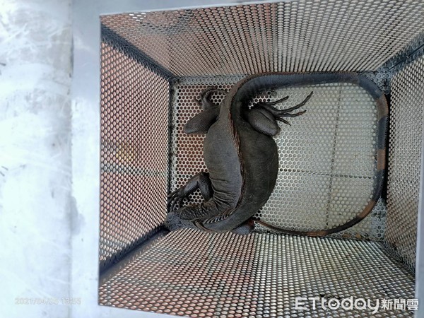▲琉球消防分隊在宅捕抓到一隻長1米的綠鬣蜥             。（圖／記者陳崑福翻攝，以下同）