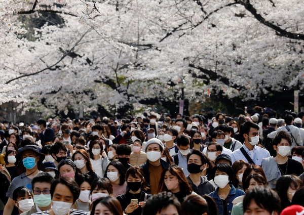 ▲▼東京櫻花盛開、日本櫻花。（圖／路透）