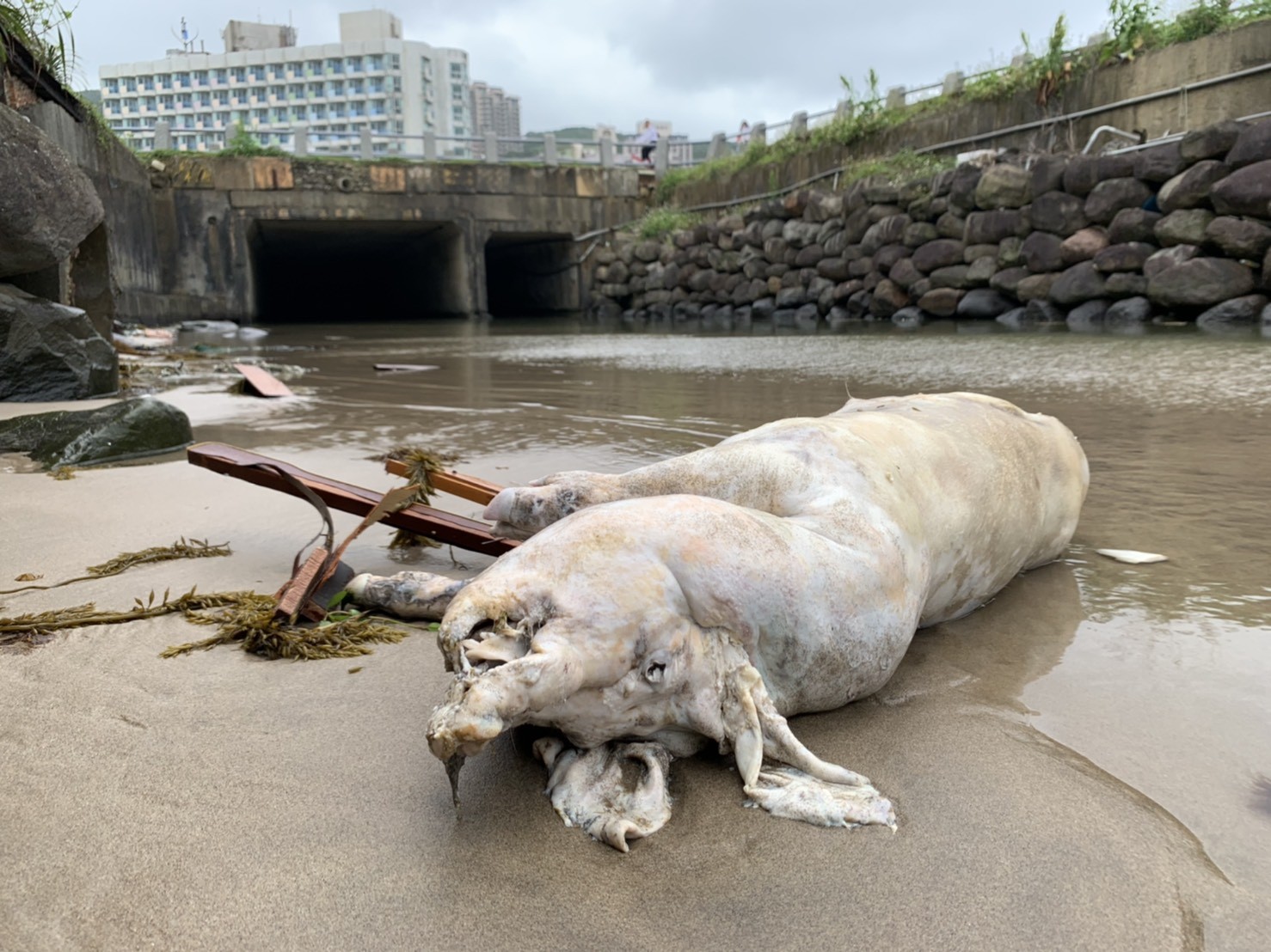 ▲▼新北萬里海漂豬驗出非洲豬瘟。（圖／防檢局提供）