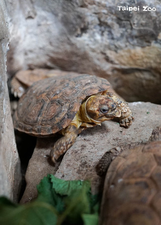 ▲卡住了！餅乾龜「倒立插石縫中」驚呆遊客　動物園：誤會。（圖／臺北市立動物園提供）