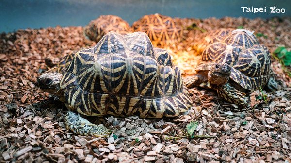 ▲卡住了！餅乾龜「倒立插石縫中」驚呆遊客　動物園：誤會。（圖／臺北市立動物園提供）