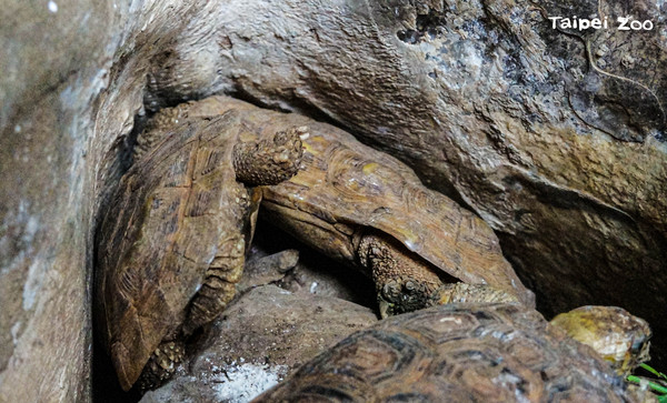 ▲卡住了！餅乾龜「倒立插石縫中」驚呆遊客　動物園：誤會。（圖／臺北市立動物園提供）