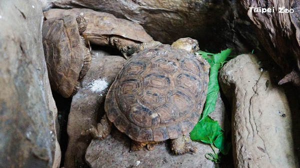 ▲卡住了！餅乾龜「倒立插石縫中」驚呆遊客　動物園：誤會。（圖／臺北市立動物園提供）