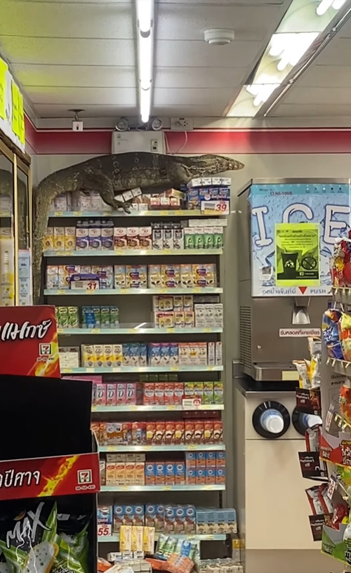 ▲▼ 紅數巨蜥闖入泰國超商。（圖／翻攝自臉書「Jejene Narumpa」）