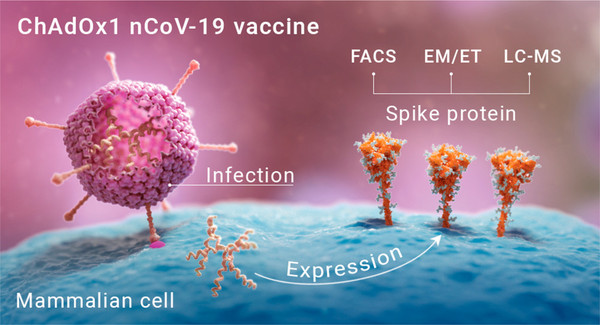 ▲▼人體細胞接觸AZ疫苗後產生與新冠病毒高度相似的棘蛋白，能夠提供免疫系統識別對抗入侵的病毒。（圖／翻攝自ACS Central Science、南安普敦大學）