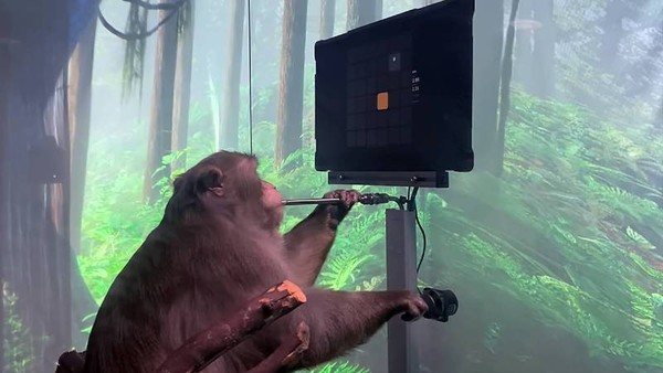 ▲▼猴子用「腦波玩電動」的畫面在今（9日）曝光。（圖／翻攝自YouTube／Neuralink）
