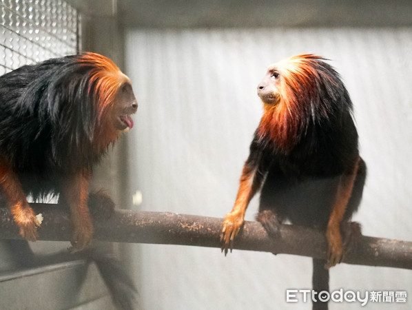 黑吼猴、金頭獅狨。（圖／台北市立動物園提供）