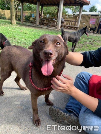 ▲▼志工與中和動物之家的浪浪互動。（圖／記者吳美依攝）