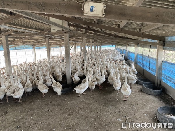 ▲雲林東勢鄉一處種鵝場今天確診H5N5，防疫人員前往撲殺場內2153隻種鵝、495顆鵝蛋。 （圖／記者蔡佩旻翻攝）
