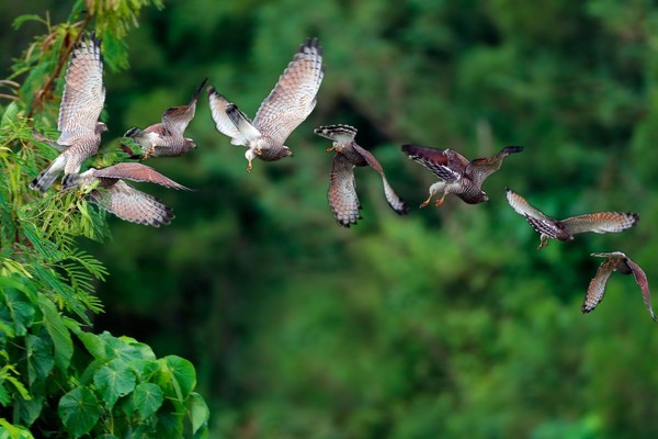 ▲家齊高中歡慶97週年慶，邀請拍鳥俱樂部，展出38幅生態保育攝影作品，展現台灣特有鳥種與在地生態之美。（圖／拍鳥俱樂部提供，下同）