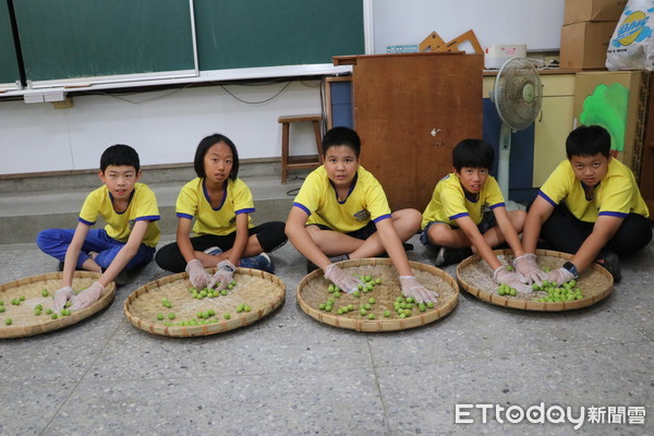 ▲南大附小彩虹斑馬師生與中華醫大USR團隊，舉辦「時光釀甘味—踏雪尋梅‧找情人趣」體驗活動，並將青梅與青芒果醃漬成美味珍饈。（圖／記者林悅攝，下同）