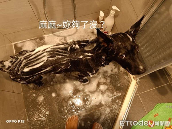▲▼天使狗狗自動去洗澡。（圖／網友黃媽媽授權）