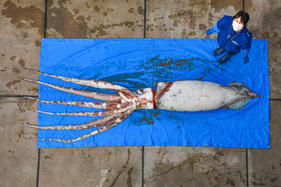 ▲▼本州日本海沿岸　5周內驚見2尾深海大王烏賊浮屍。（圖／翻攝自推特「@marinepia_2」）