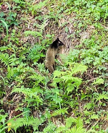 ▲白鼻心「弟弟」被獸醫團隊奇蹟救回，野放時還不捨回頭，像在道謝一樣。（圖／新竹市政府）