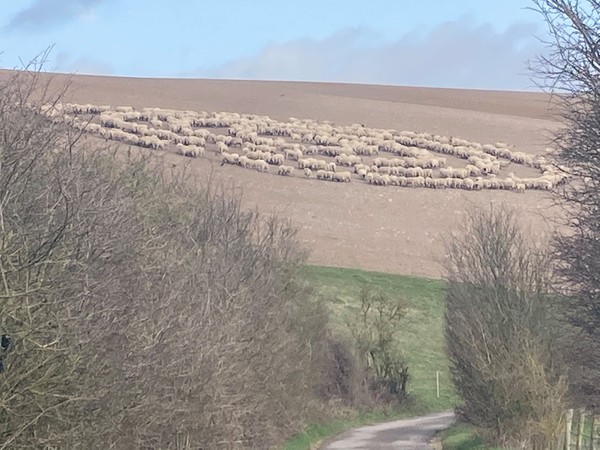 ▲▼  英國東薩塞克斯郡一名男子近日直擊數百隻綿羊圍成同心圓的奇怪一幕。（圖／翻攝自臉書）