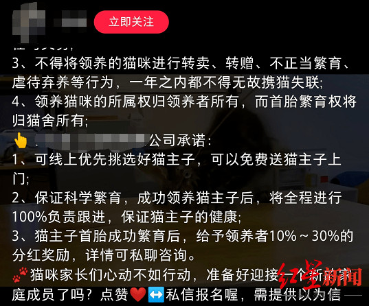 ▲▼大陸貓舍推出「免費領養」，條件是要領養人讓出貓咪的首胎配種權。（圖／翻攝自《紅星新聞》、免費圖庫pixabay）