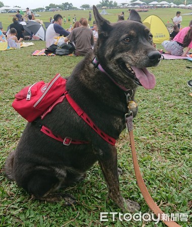 ▲忠犬深夜異常猛吠！　媽開門看「雞舍整片紅」...險釀災牠救全家。（圖／大顆麻糬“珍促米”提供）