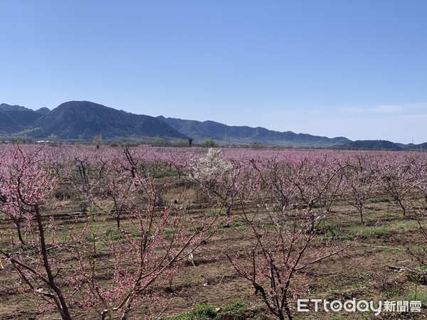 ▲▼北京平谷兩岸連線共賞桃花活動。（圖／記者陳政錄攝）