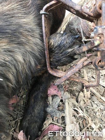 ▲▼又見捕獸鋏！台中山區遊蕩犬隻殘肢斷魂。（圖／台灣之心愛護動物協會提供，下同）