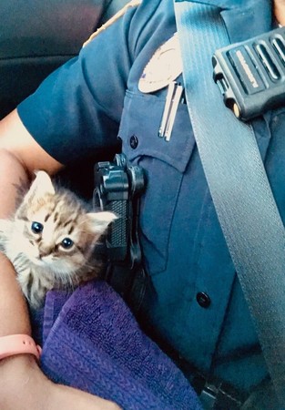 發抖小貓征服巡邏女警。（圖／翻攝自Durham Police Department臉書）